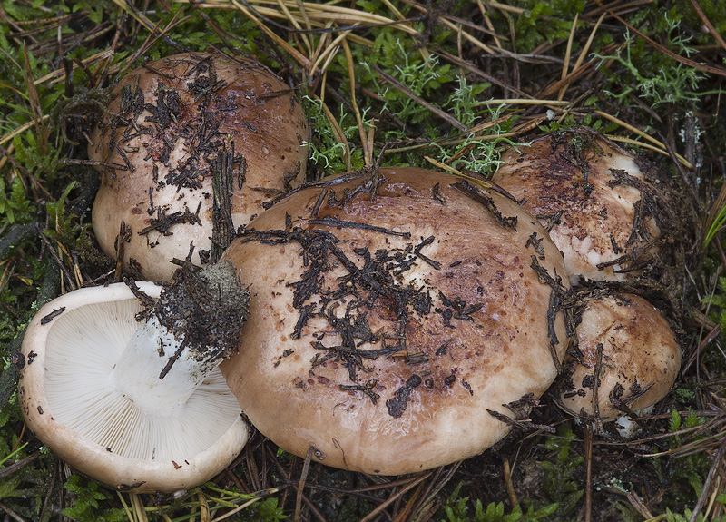 Tricholoma pessundatum